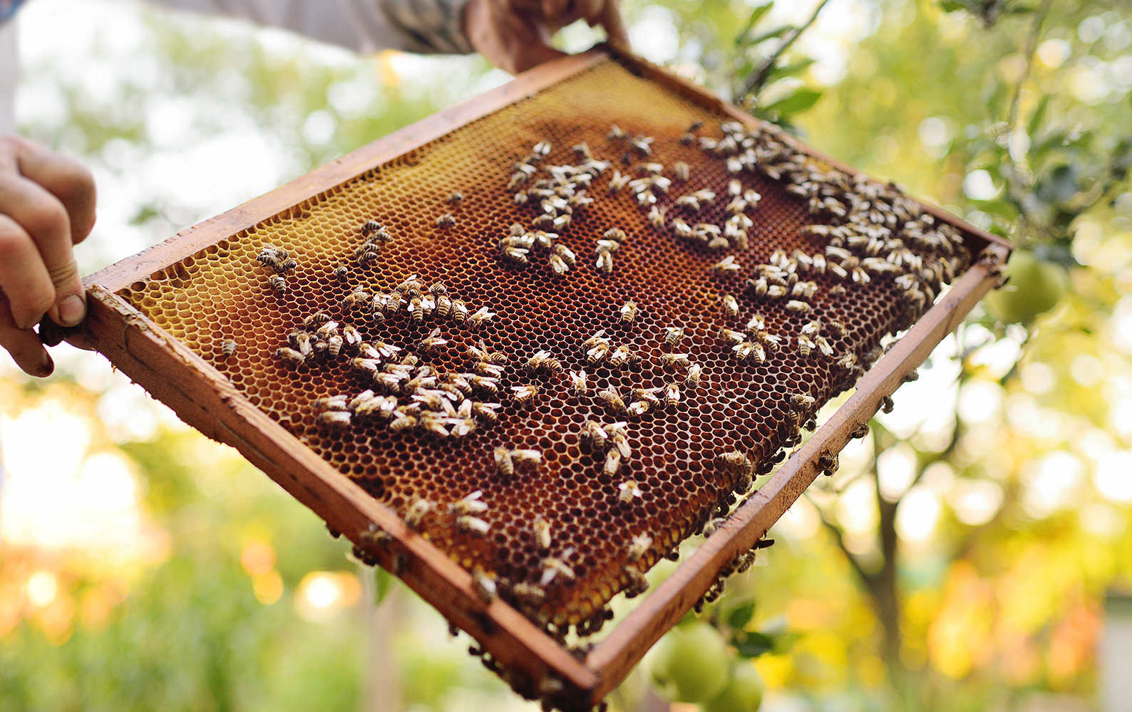 USDA Approves Vaccine for Honeybees