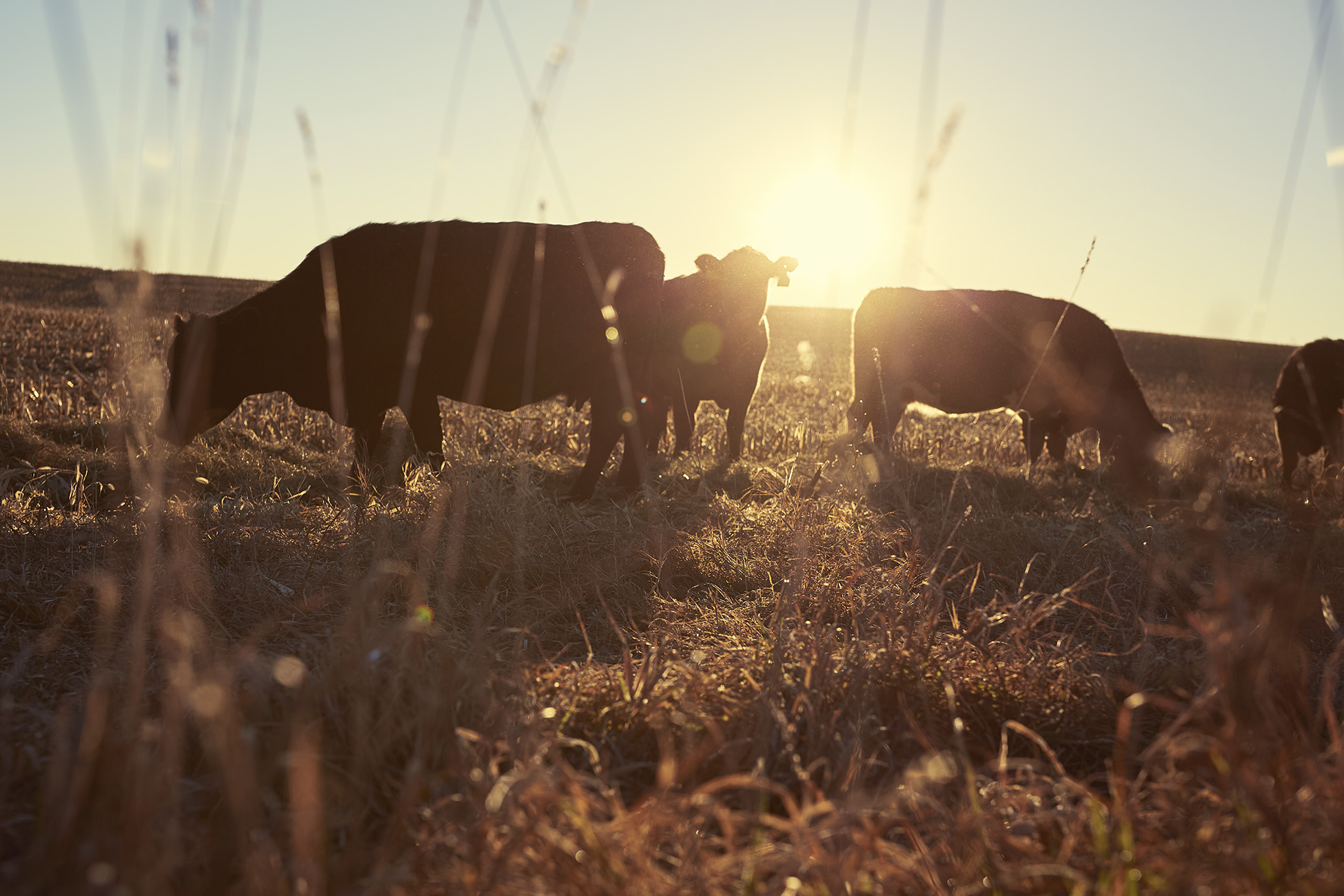 Enhancing Biodiversity: The Critical Role of Grazing 