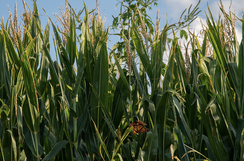 Net-Gain: A Guide for Measuring Biodiversity Impact 