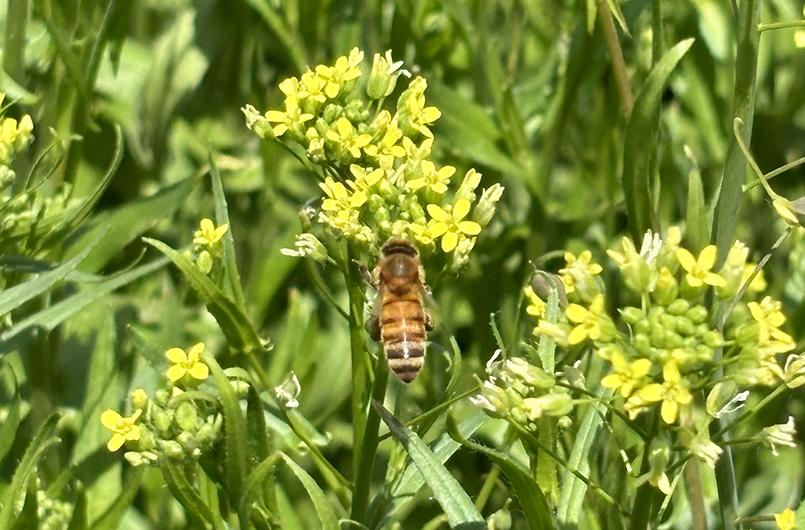 Study: Agriculture Conservation Practices Support Pollinators