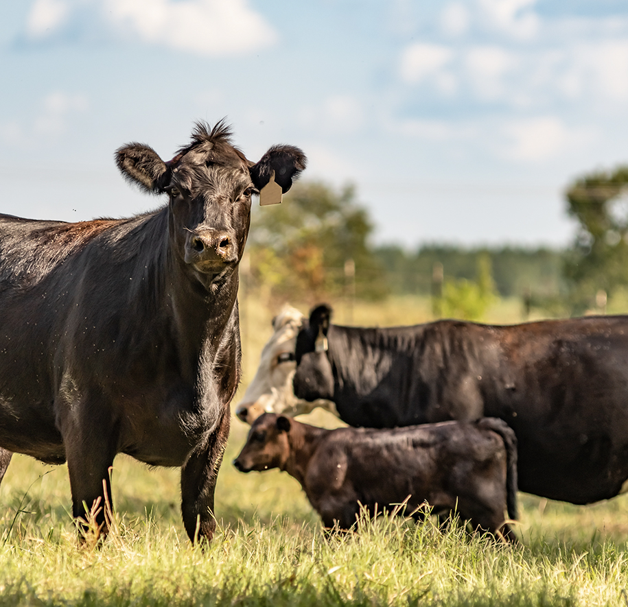 Ranching for the Future