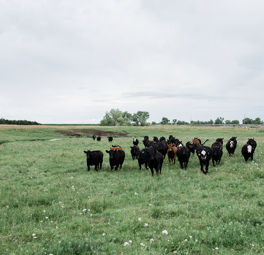 Herd Management