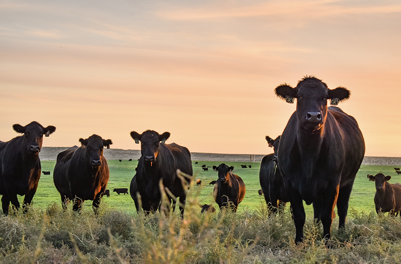 Livestock Experts Join for Ranching Resilience Workshop