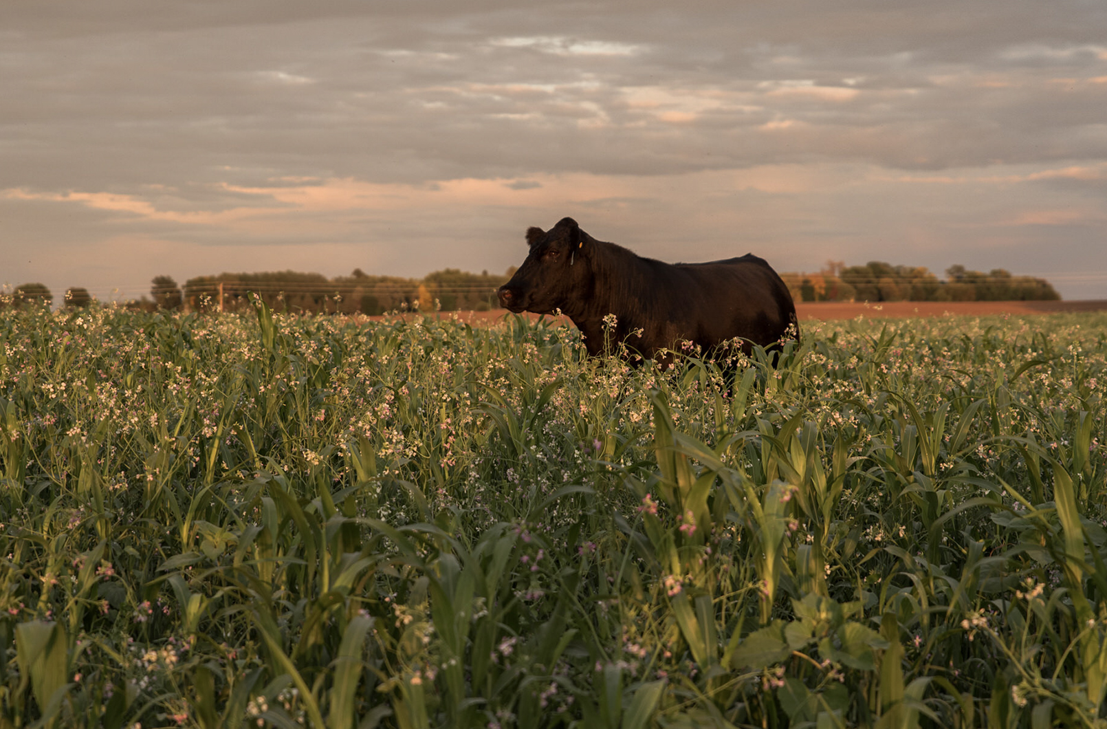 The Currency of Co-Benefits: Why Biodiversity Enhancement Matters More Than Ever in Agricultural Resilience