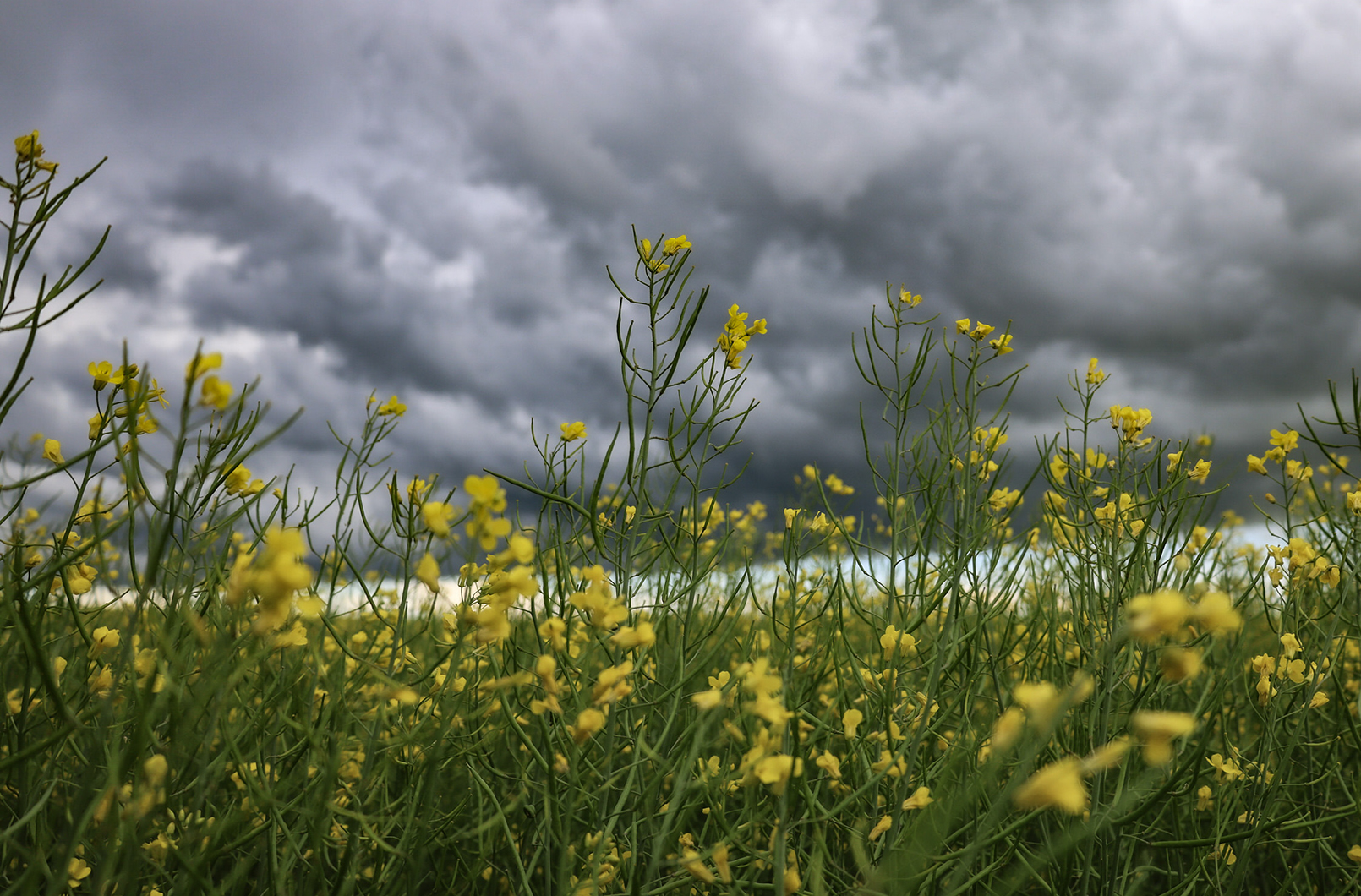 Crop Diversity to Address Soil and Agronomic Challenges