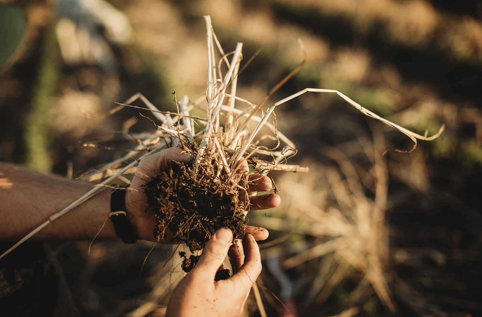 Soil Health: A Practical Advantage for Your Farm