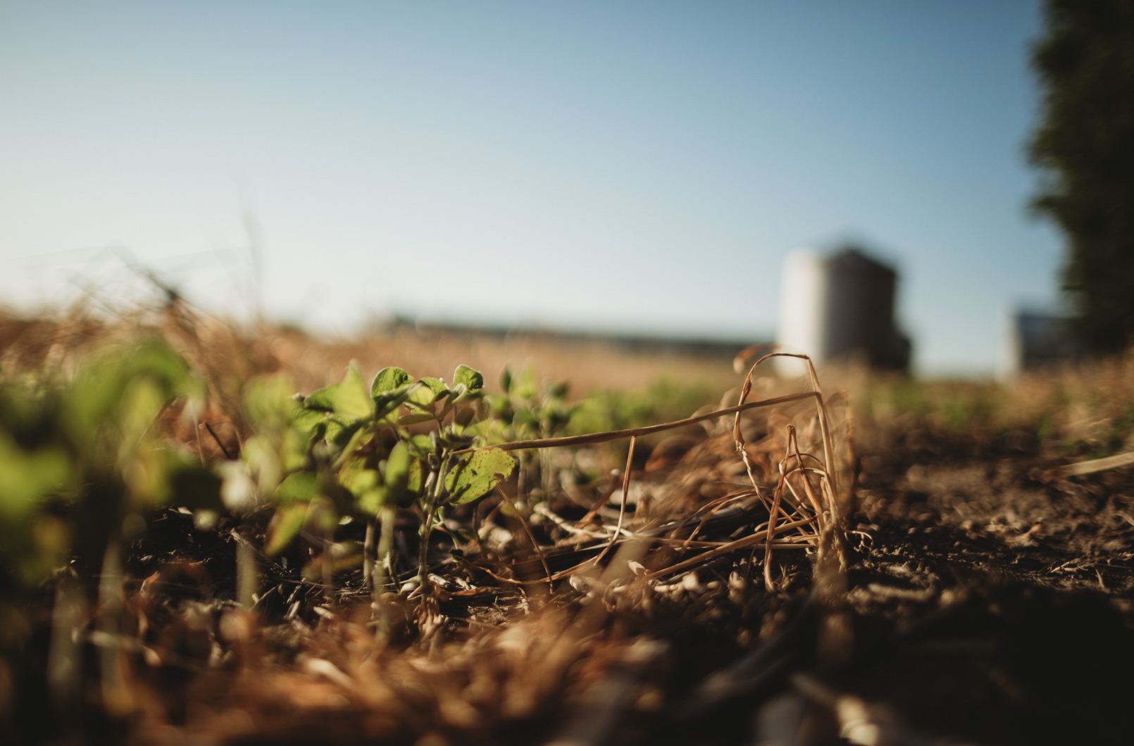 Soybeans growing into cover crop residue, showing a field that used soil health principles.