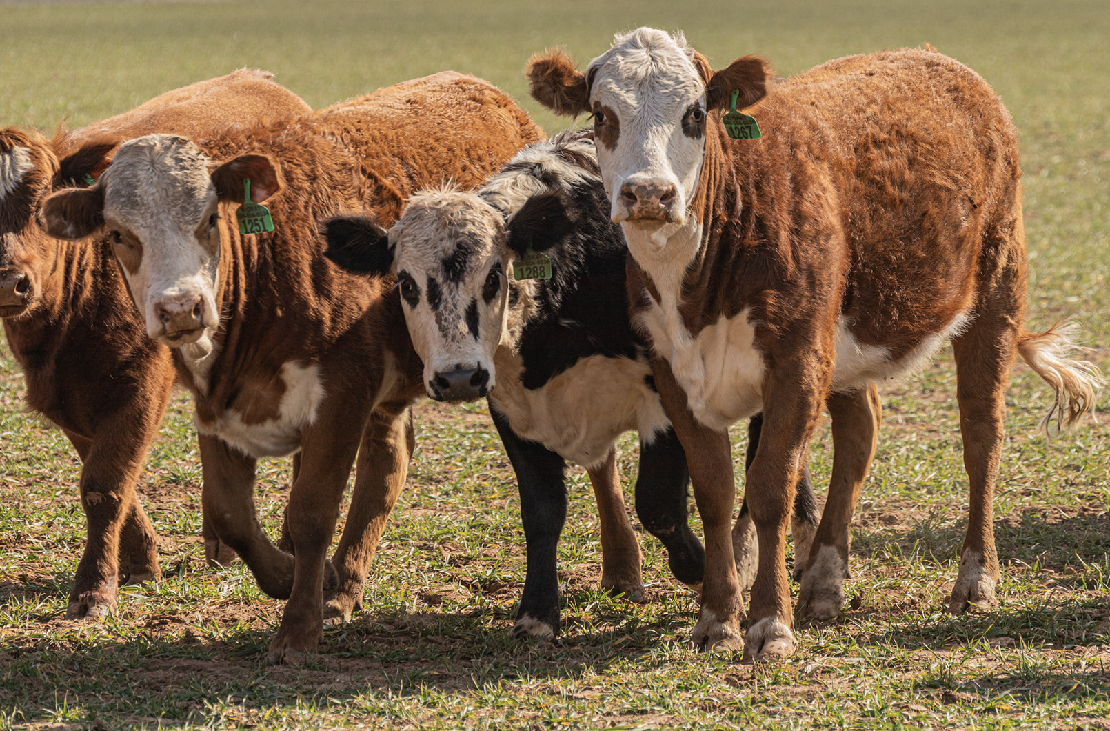 Turning Loss into Resilience: How a SD Farmer Recovered from Hail with Help from AgSpire