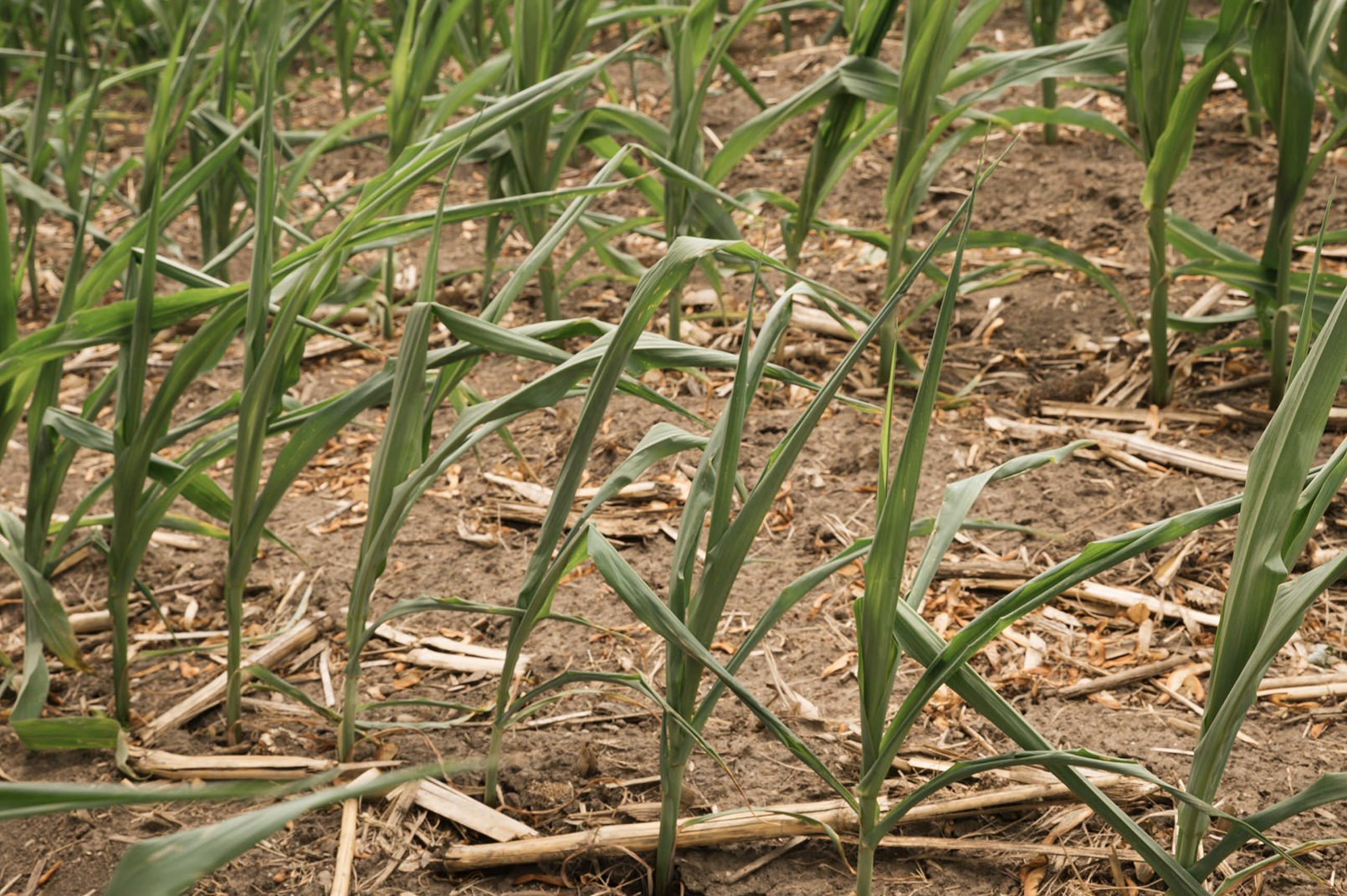 Stunted corn due to drought conditions. AgSpire's incentive programs can help producers pivot after a failed crop.