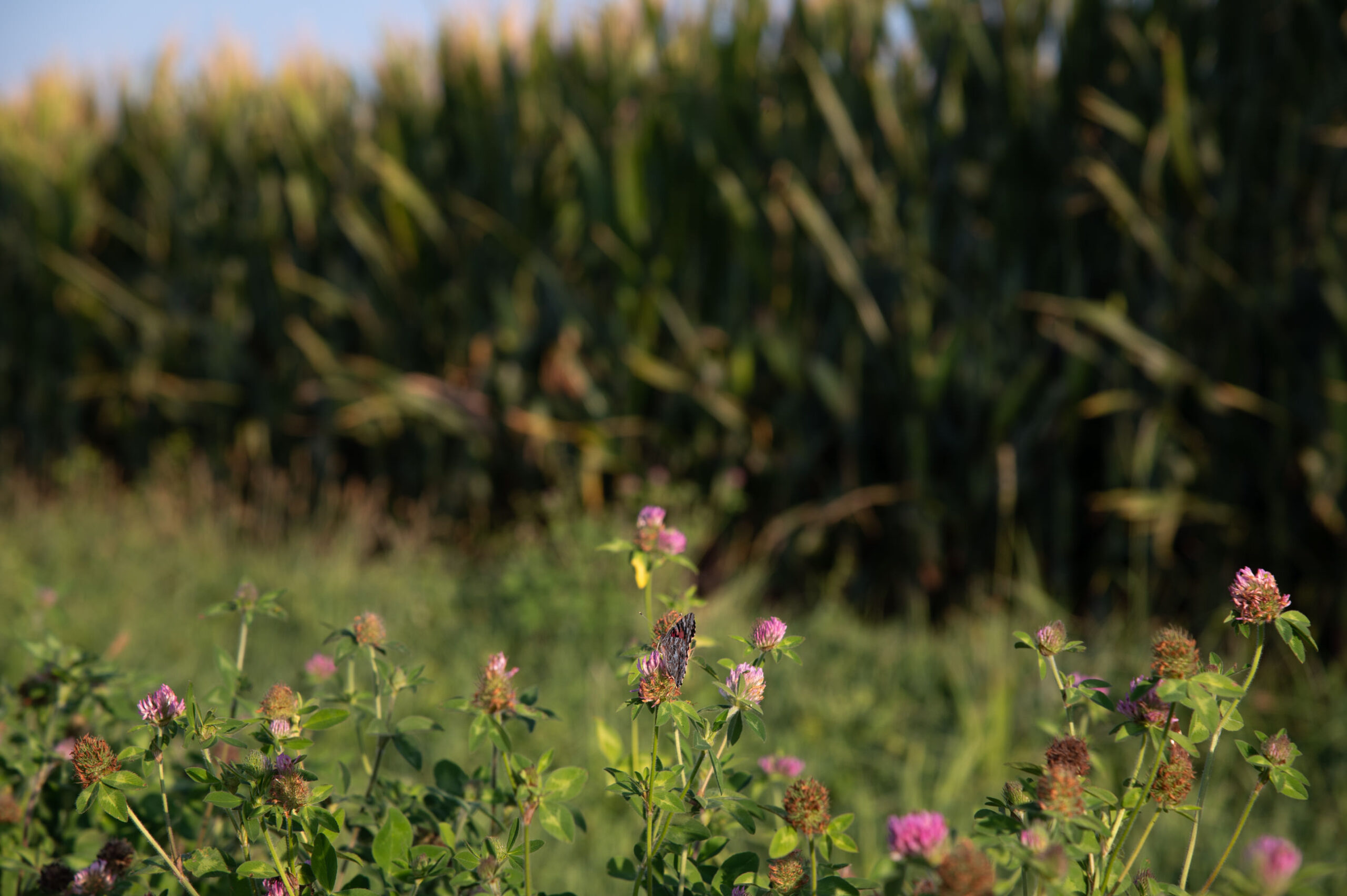 Butterfly getting nectar and pollen form wildflowers. AgSpire has programs that promotes diverse crop rotations leading to improved pollinator health