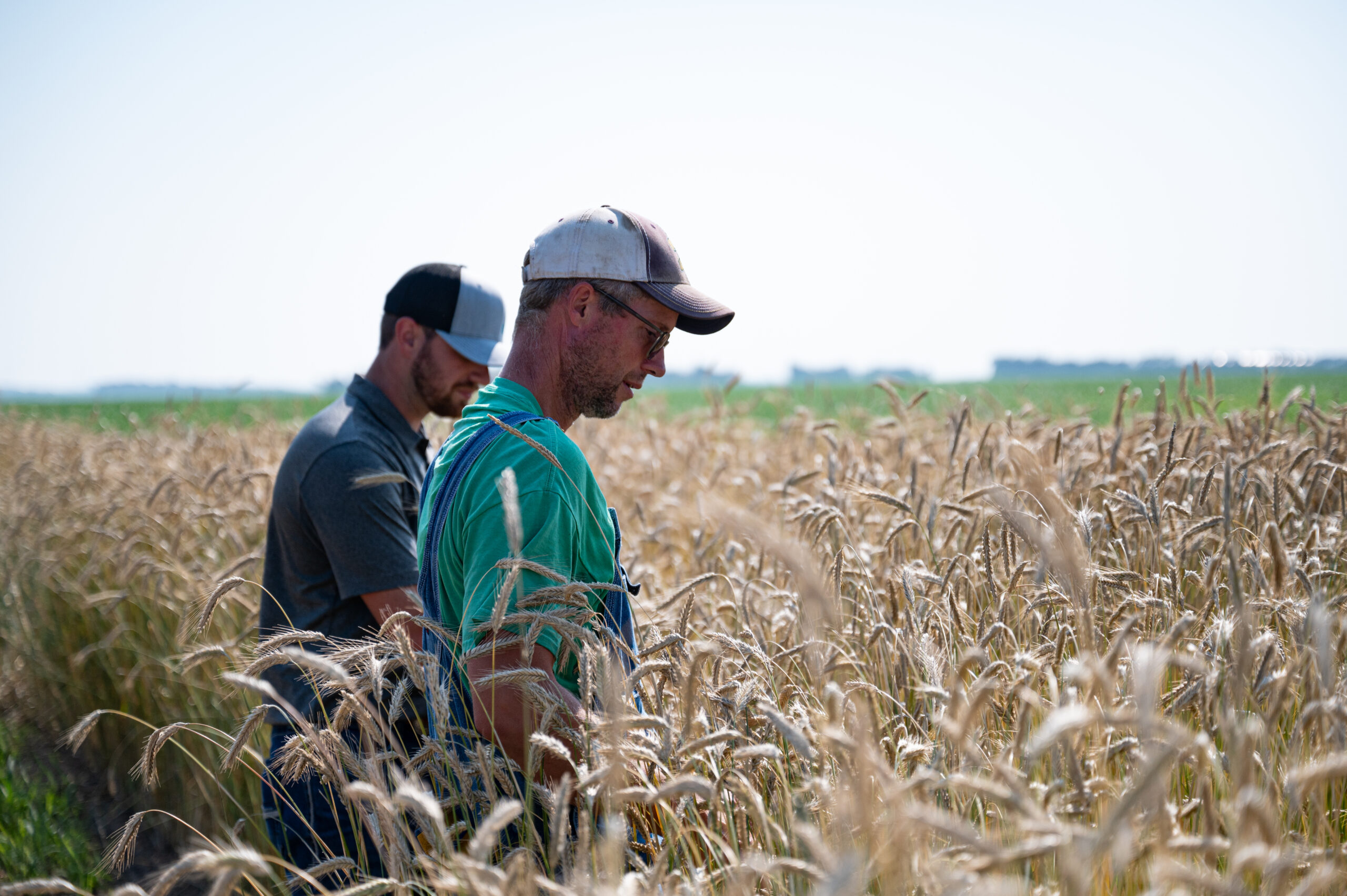 Two farmers in a field of wheat. AgSpire has programs that can limit the hidden cost of doing nothing with your operation