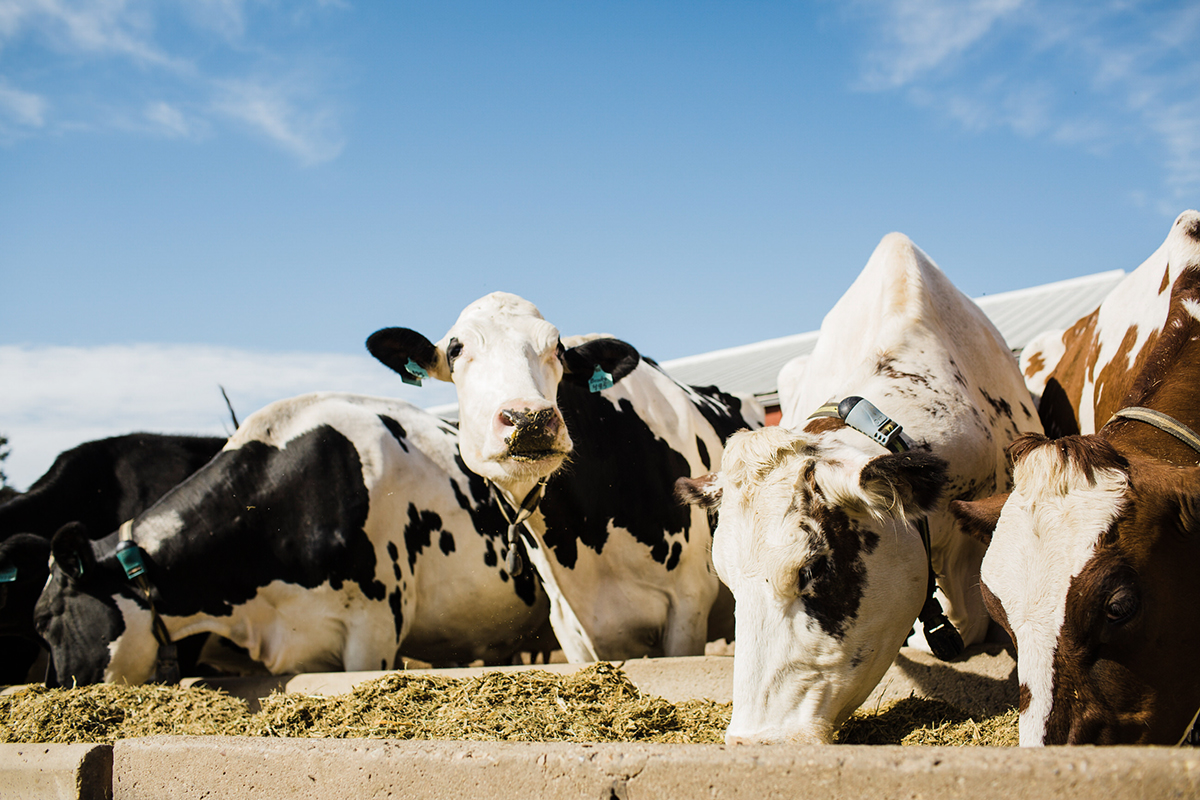 Dairy cattle at bunk. Feed efficiency helps improve environmental impact of dairy.