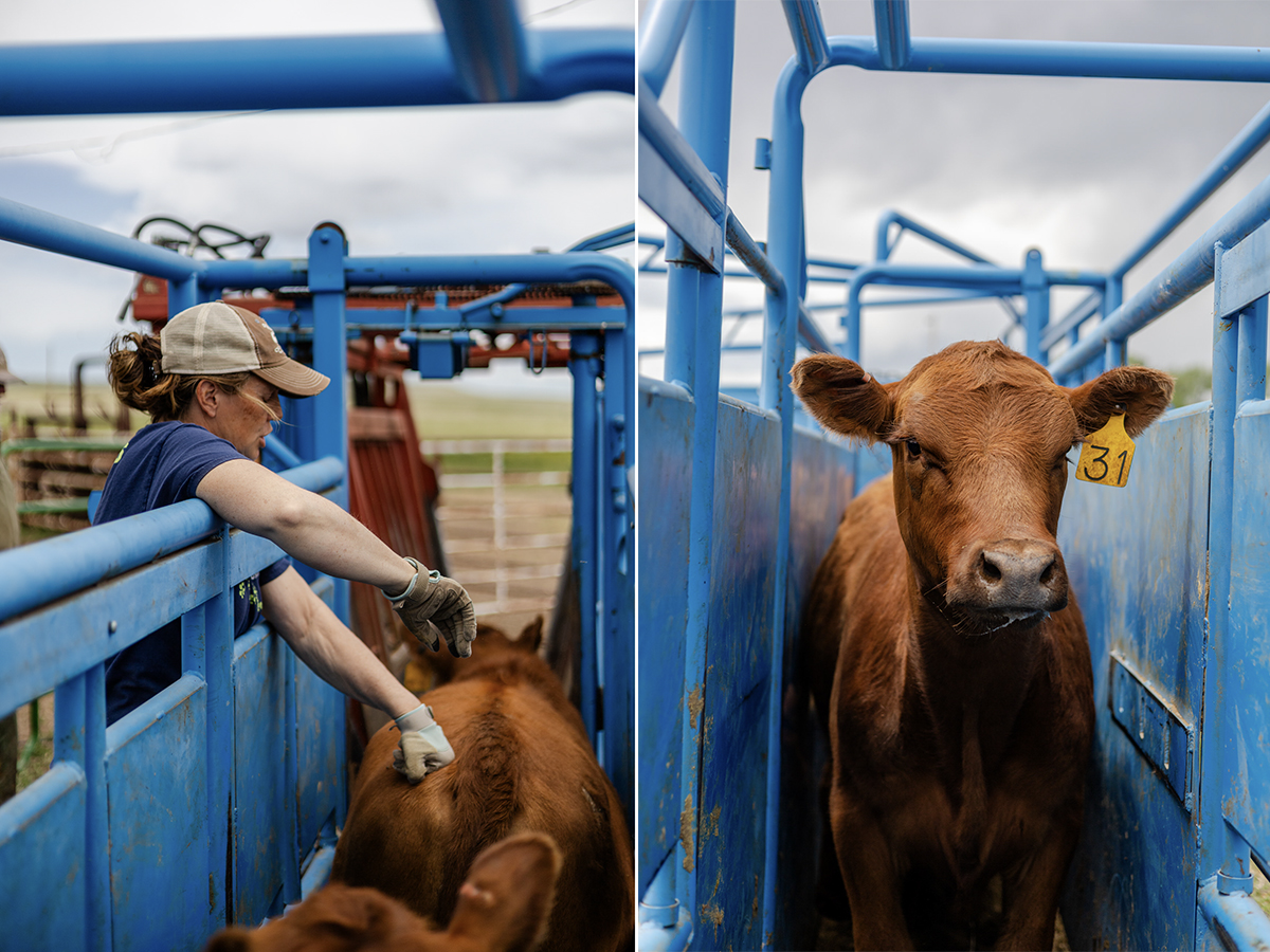 Herd management practices like AI or synchronization can boost productivity.