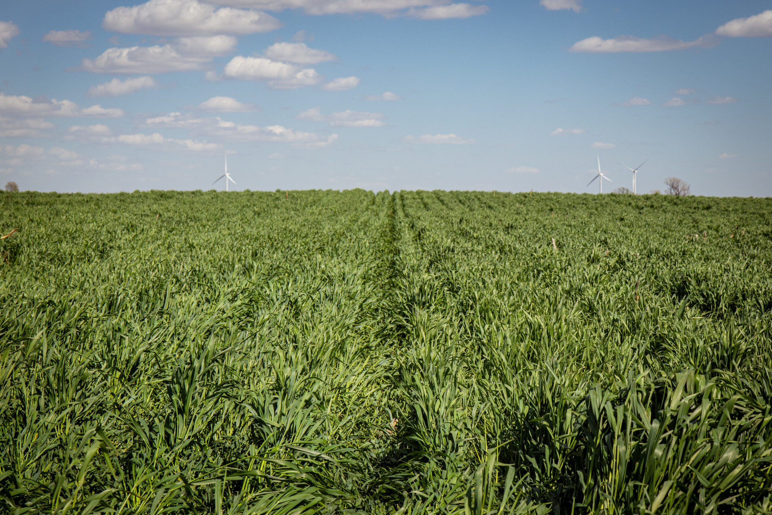 Cover Crops & Nutrient Management: A Blended Approach