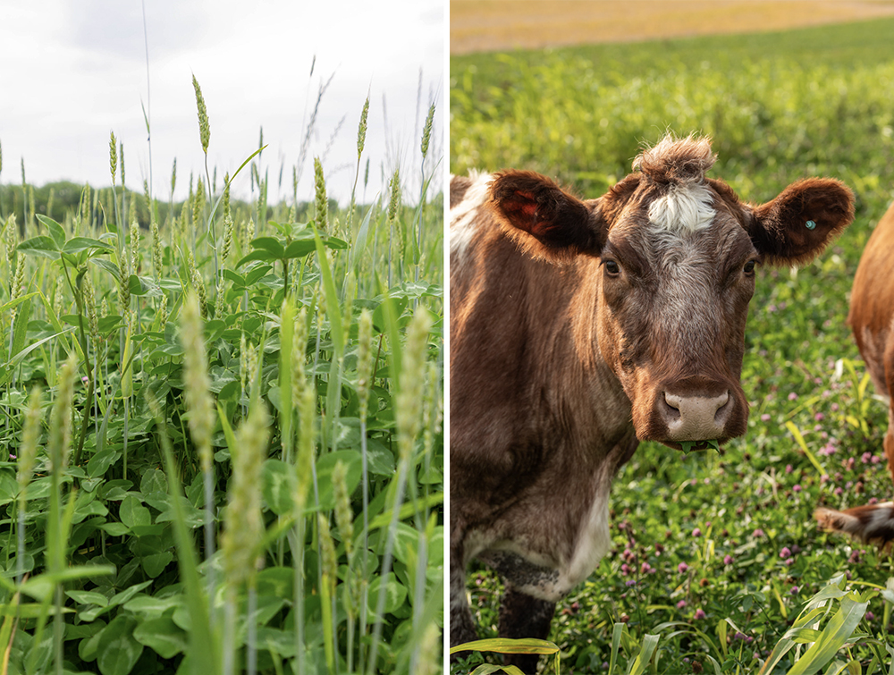 Clover and rye mixed cover crop; and cattle grazing diverse cover crop blend. Cover crops can provide multiple benefits to the land. Contact AgSpire today to learn more about how cover crops can help your operation