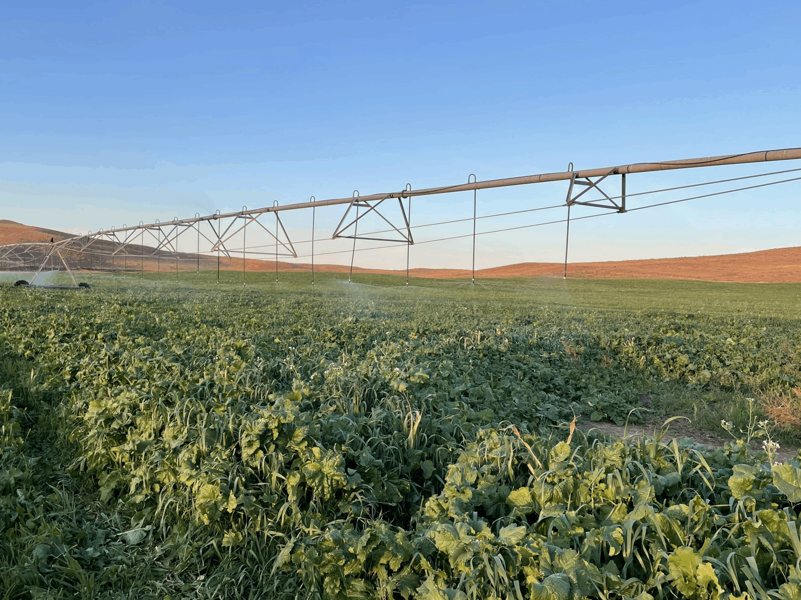 Fall Forage Planning: From Covers to Native Pastures