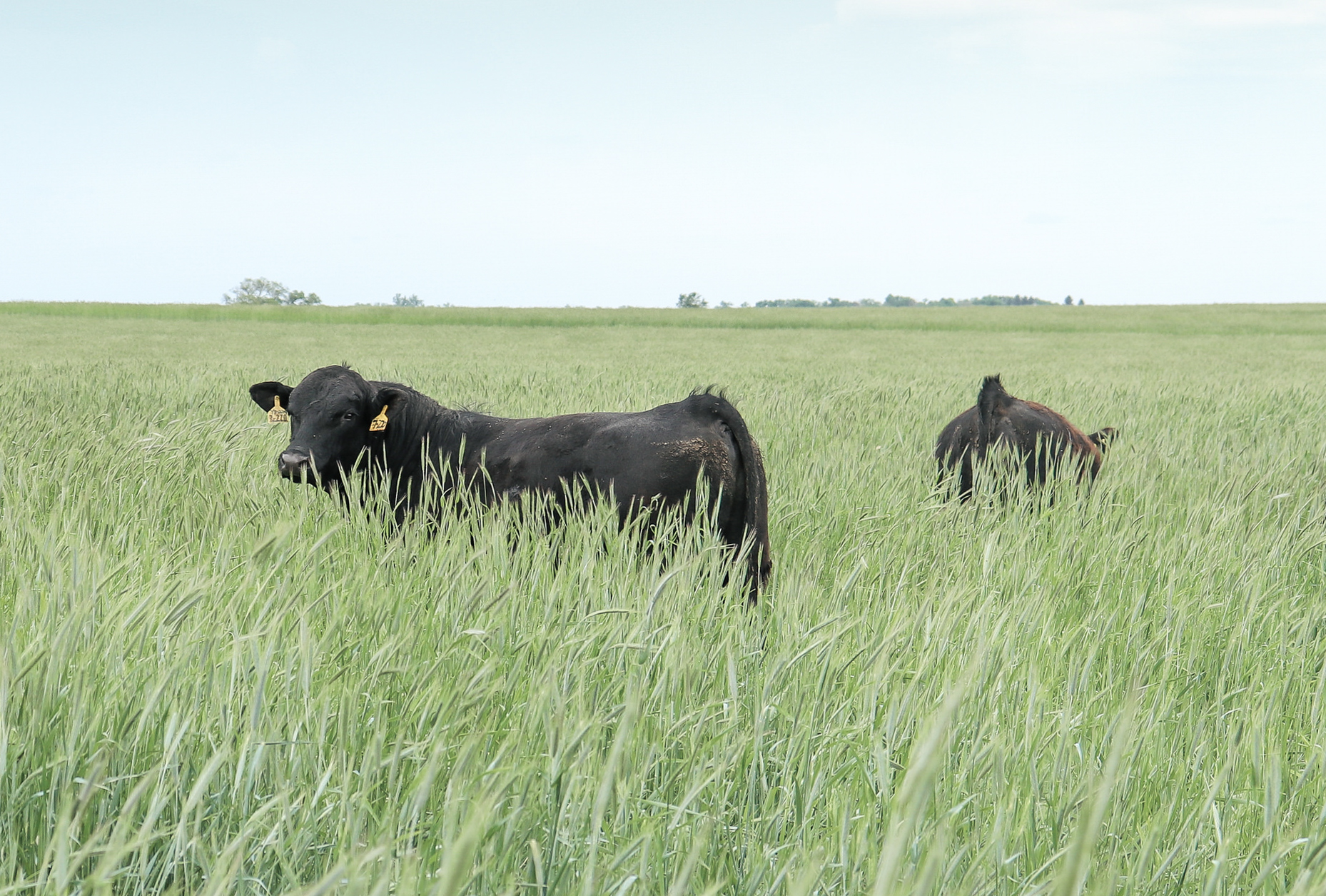 What is Really Working? A Case Study of Regenerative Agriculture Practices