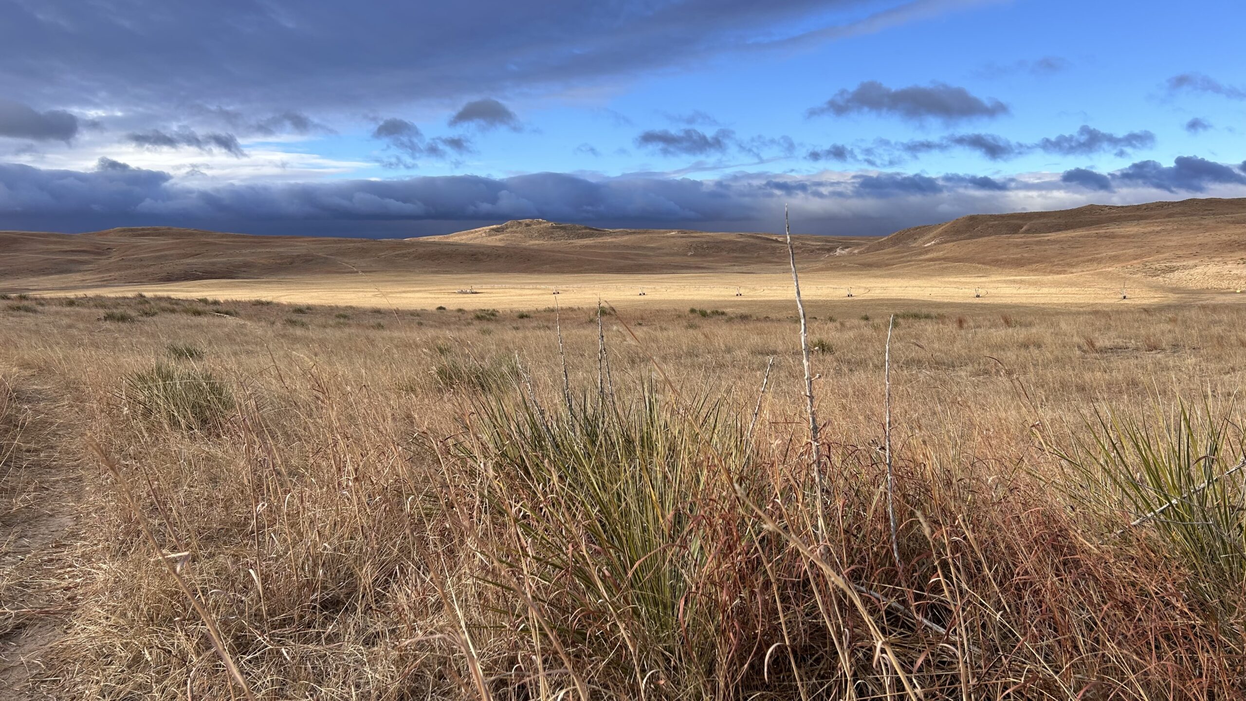Pivot pasture in the fall. AgSpire can help build a grazing management plan to build your forage in fall.