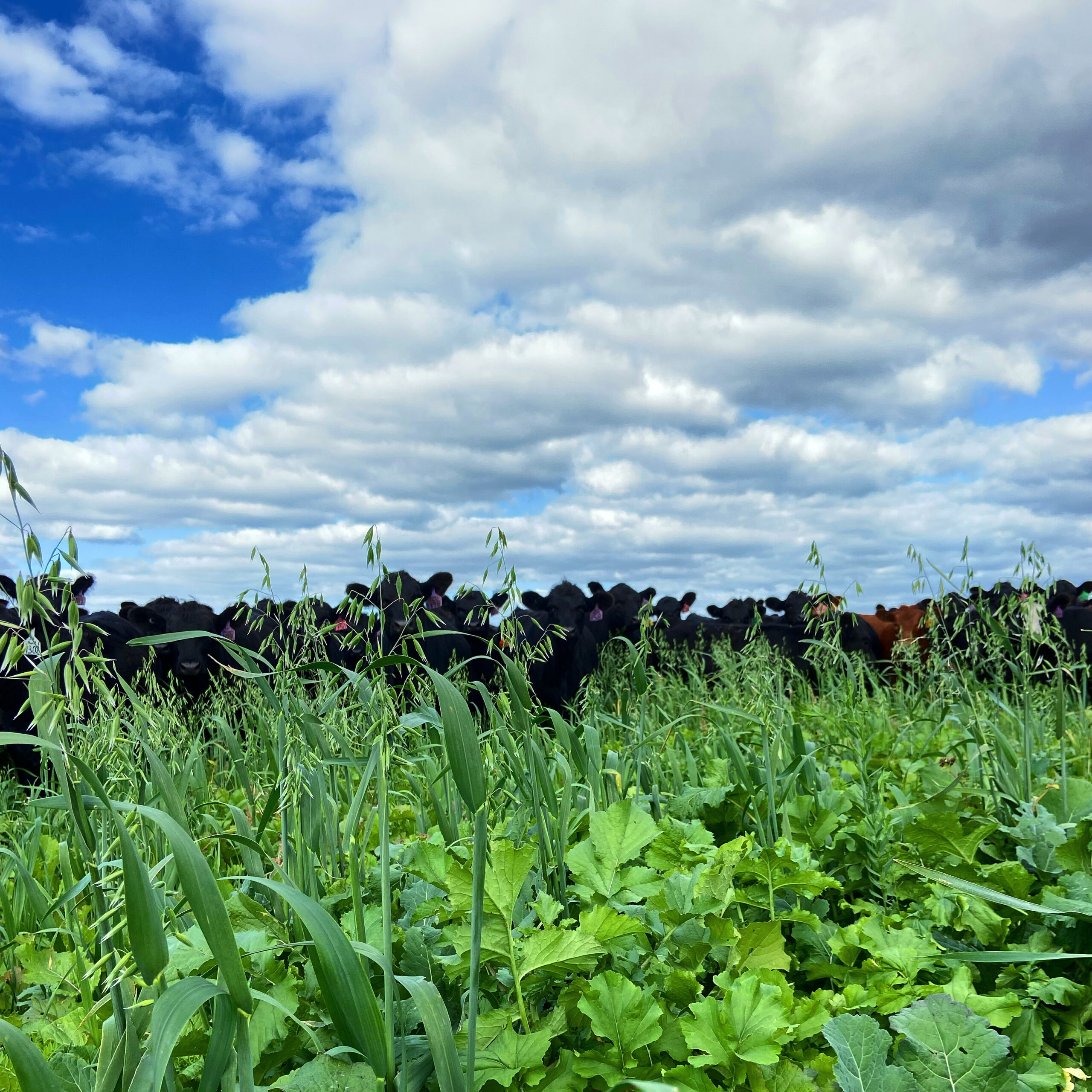 Clear Springs Cattle Co is a participant of AgSpire programs 