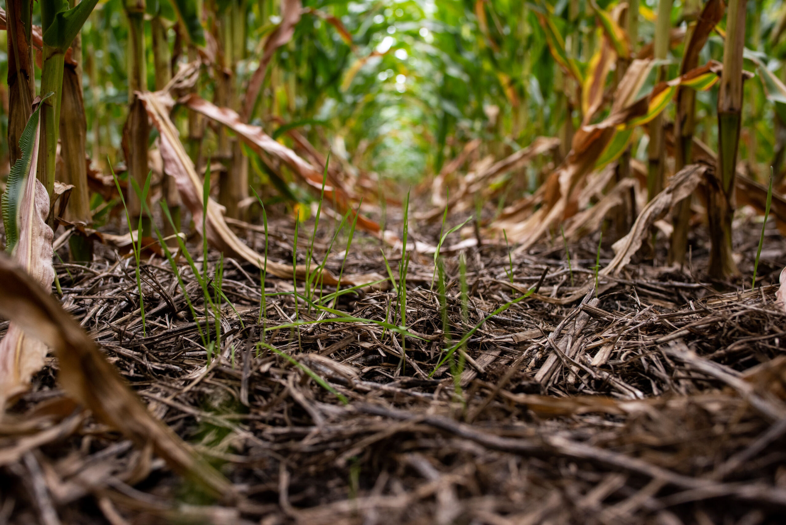 Maximize Late-Season Grazing with Cover Crops and Corn Residue 