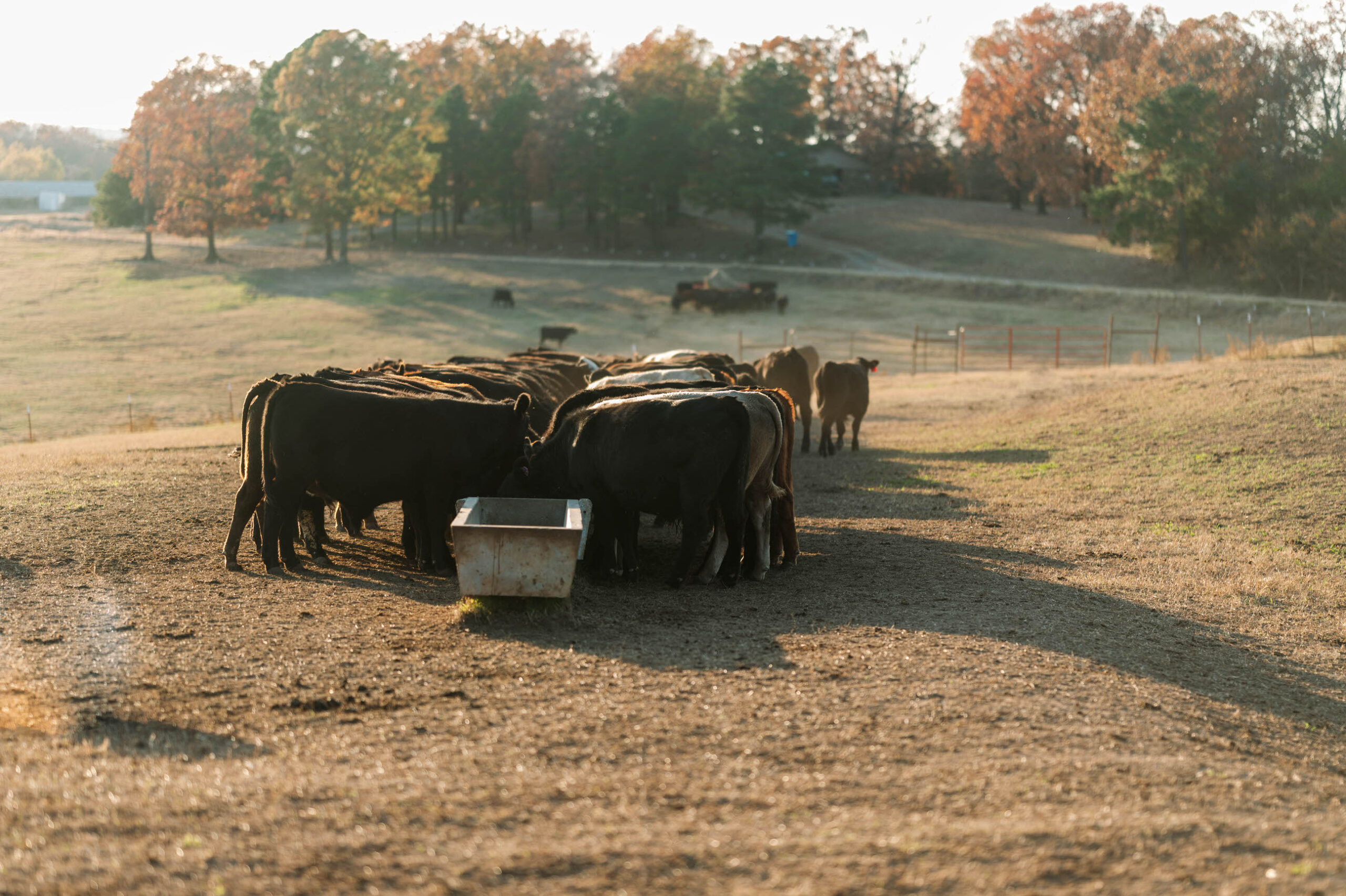 AgSpire helps reduce feeding costs.