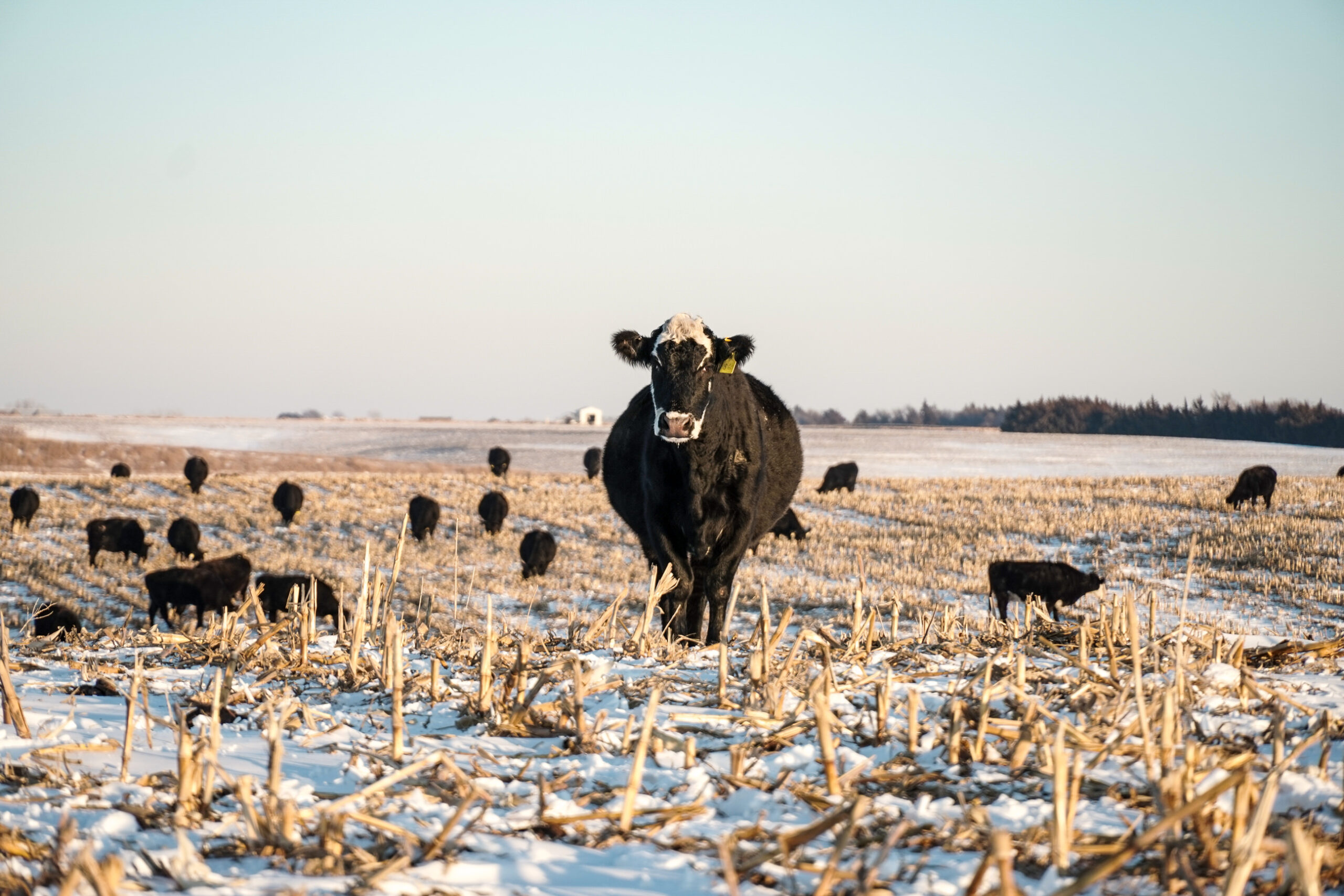 AgSpire helps extend the season for producers. 