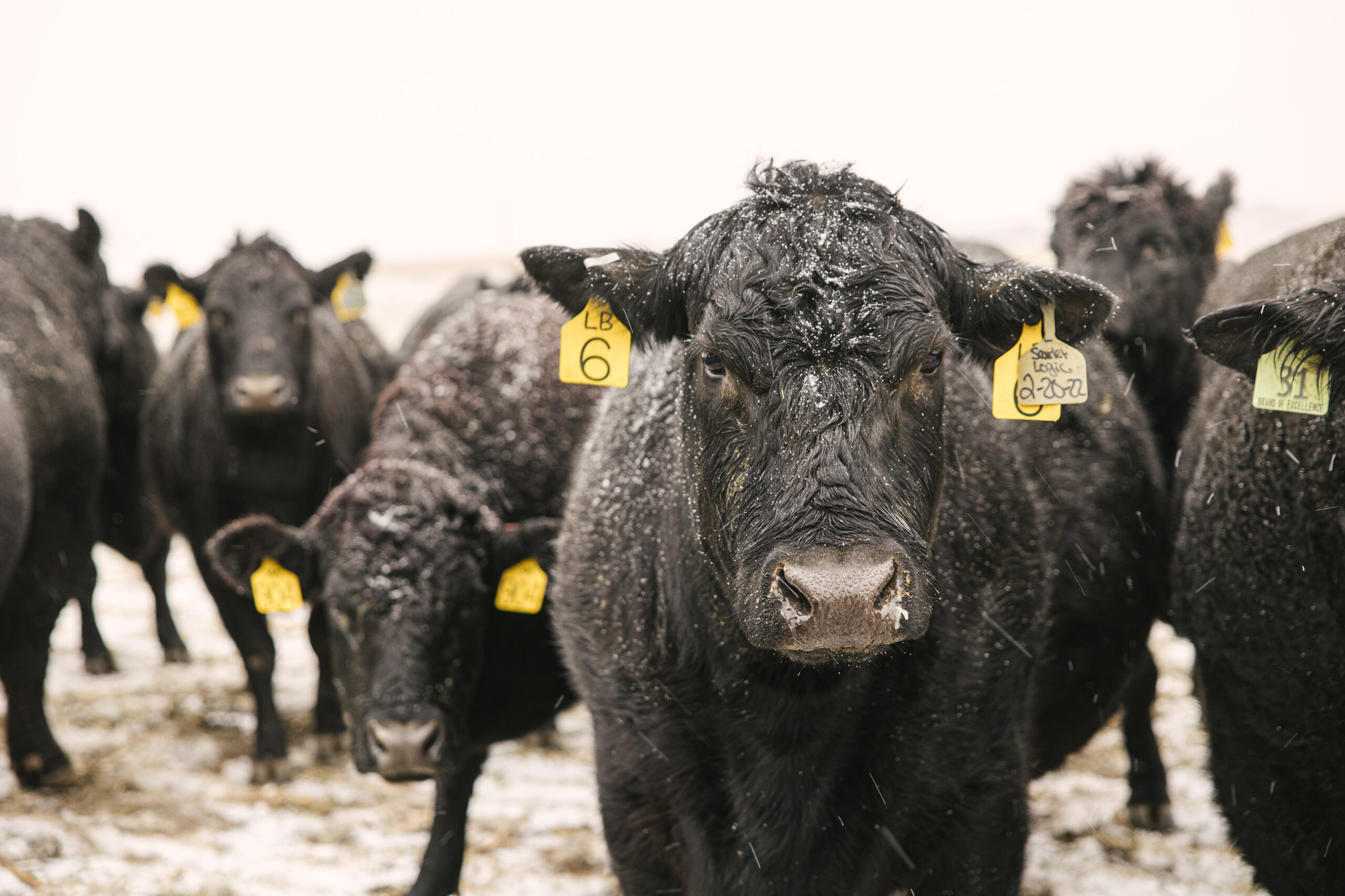 Winter can be hard on animals, AgSpire is here to help.