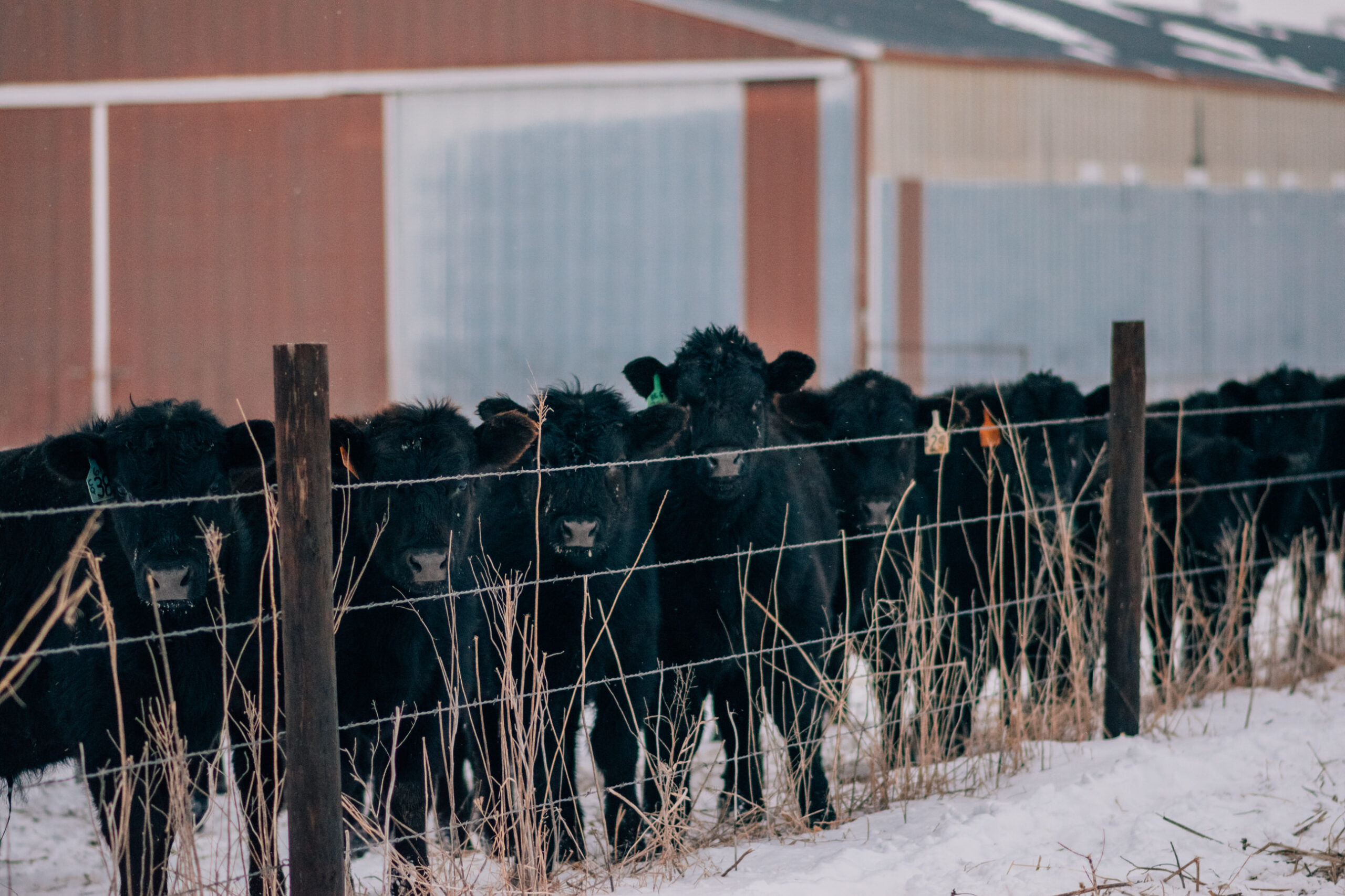 Preparing for Winter: What Producers Need to Know