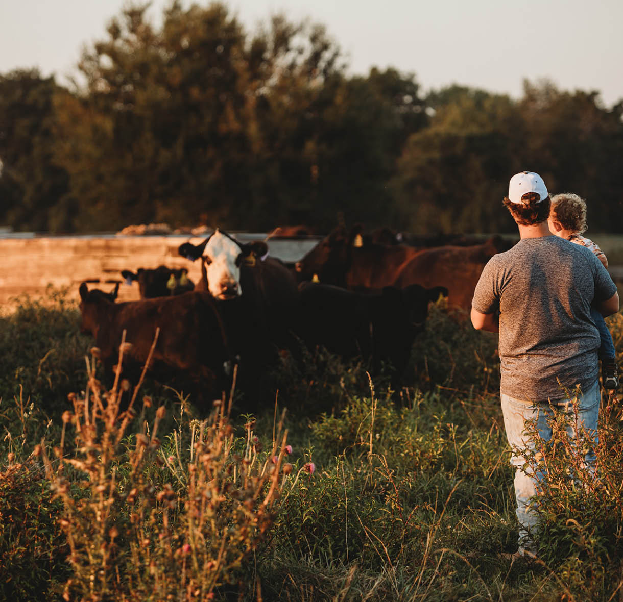 Texas Better Beef Program