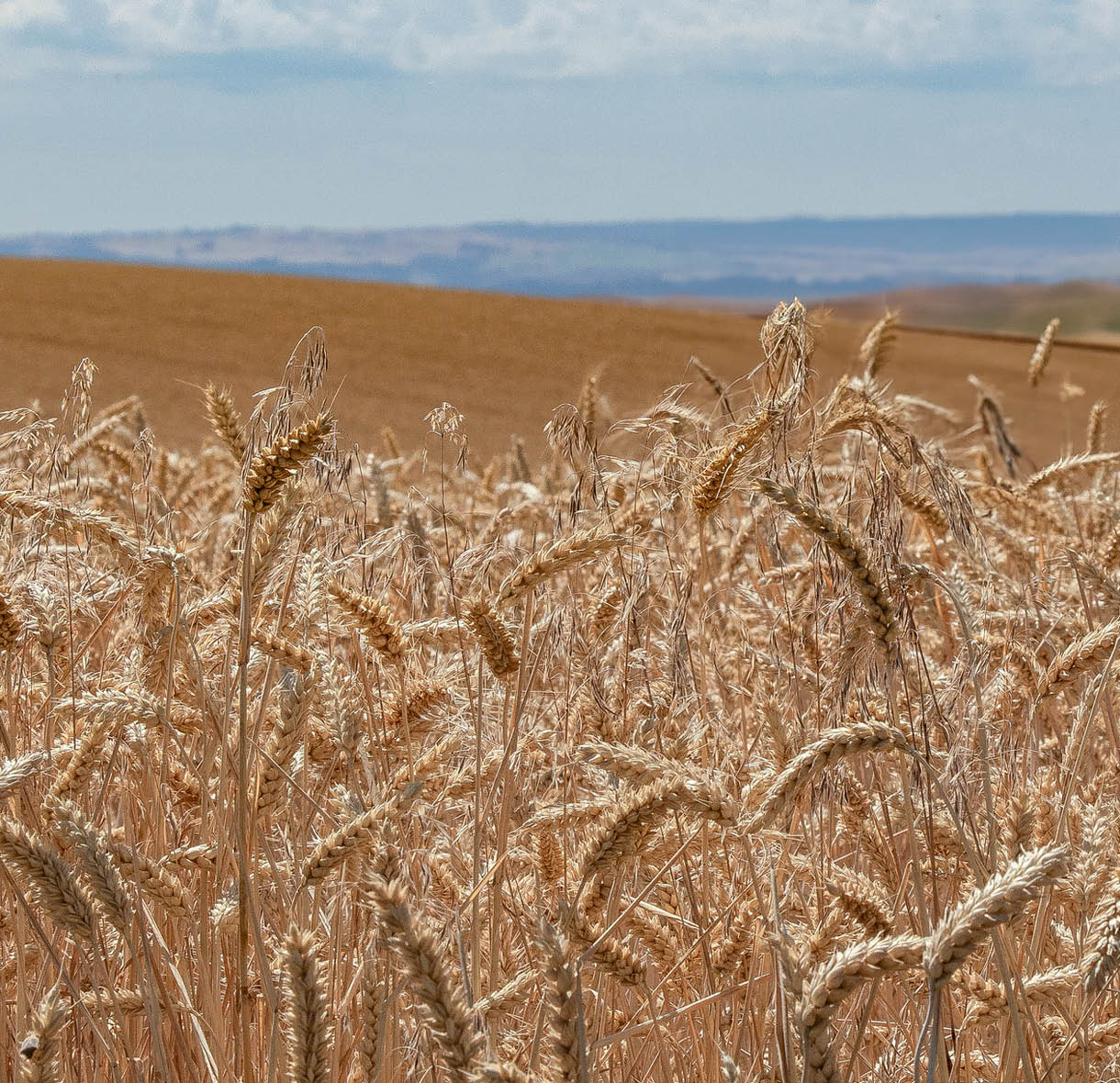 High Plains Wheat Program 