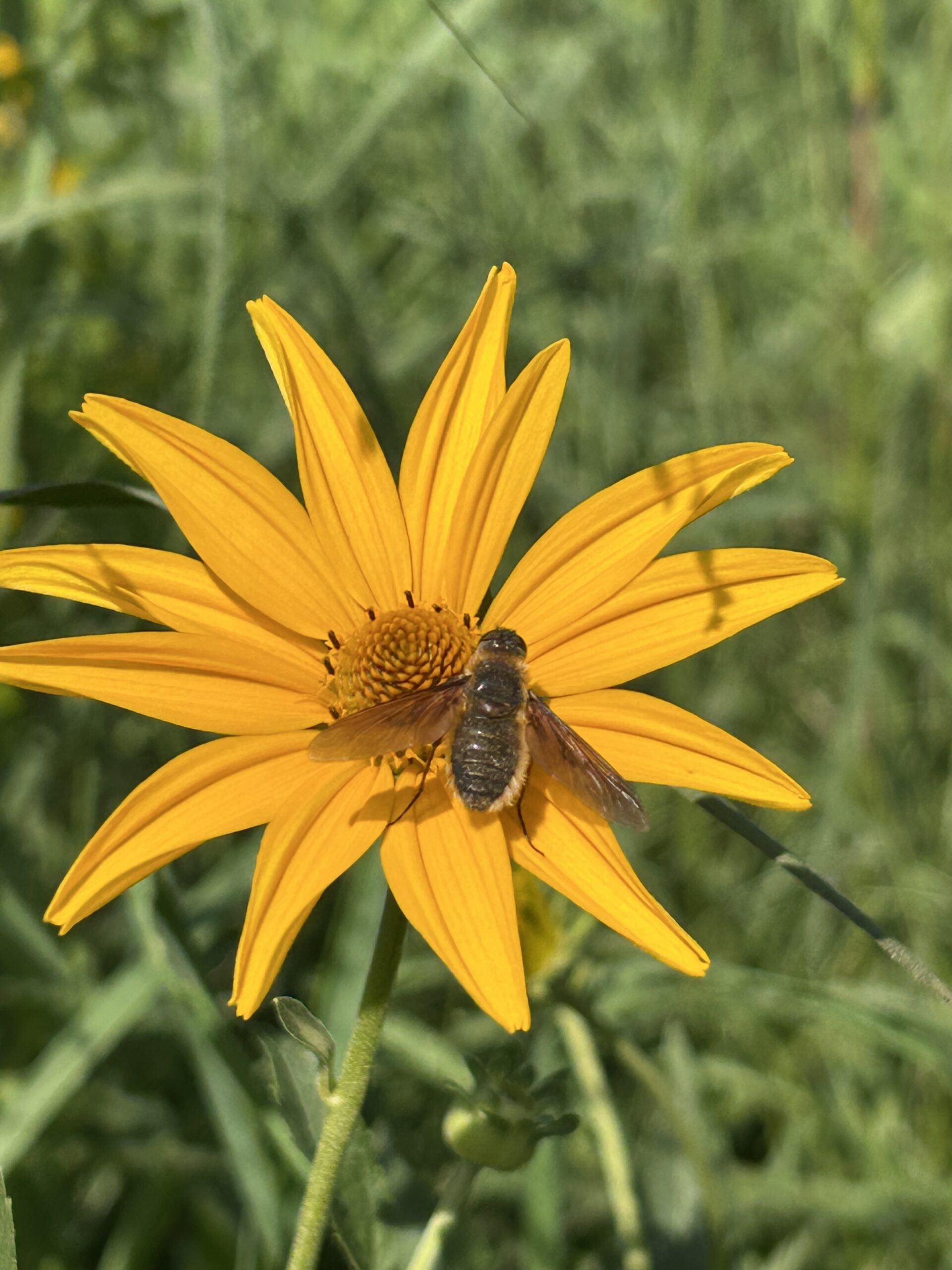 AgSpire helps producers put in pollinator habitats. 