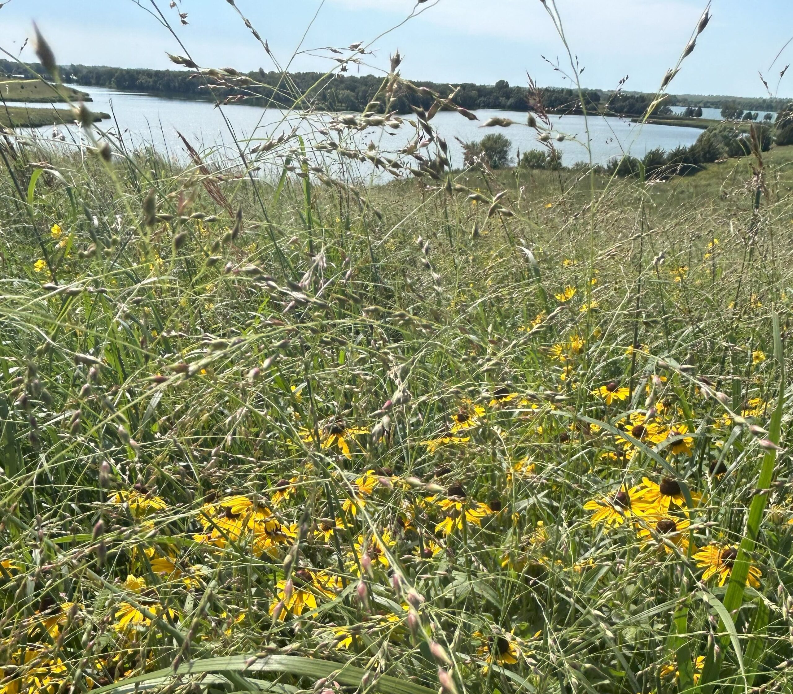 AgSpire heads producers convert pastures 