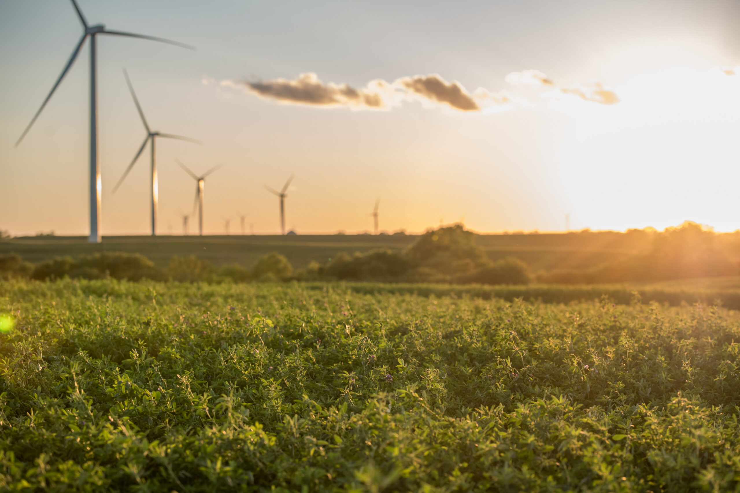 CRP Acres Are Coming Out: What to do Next?