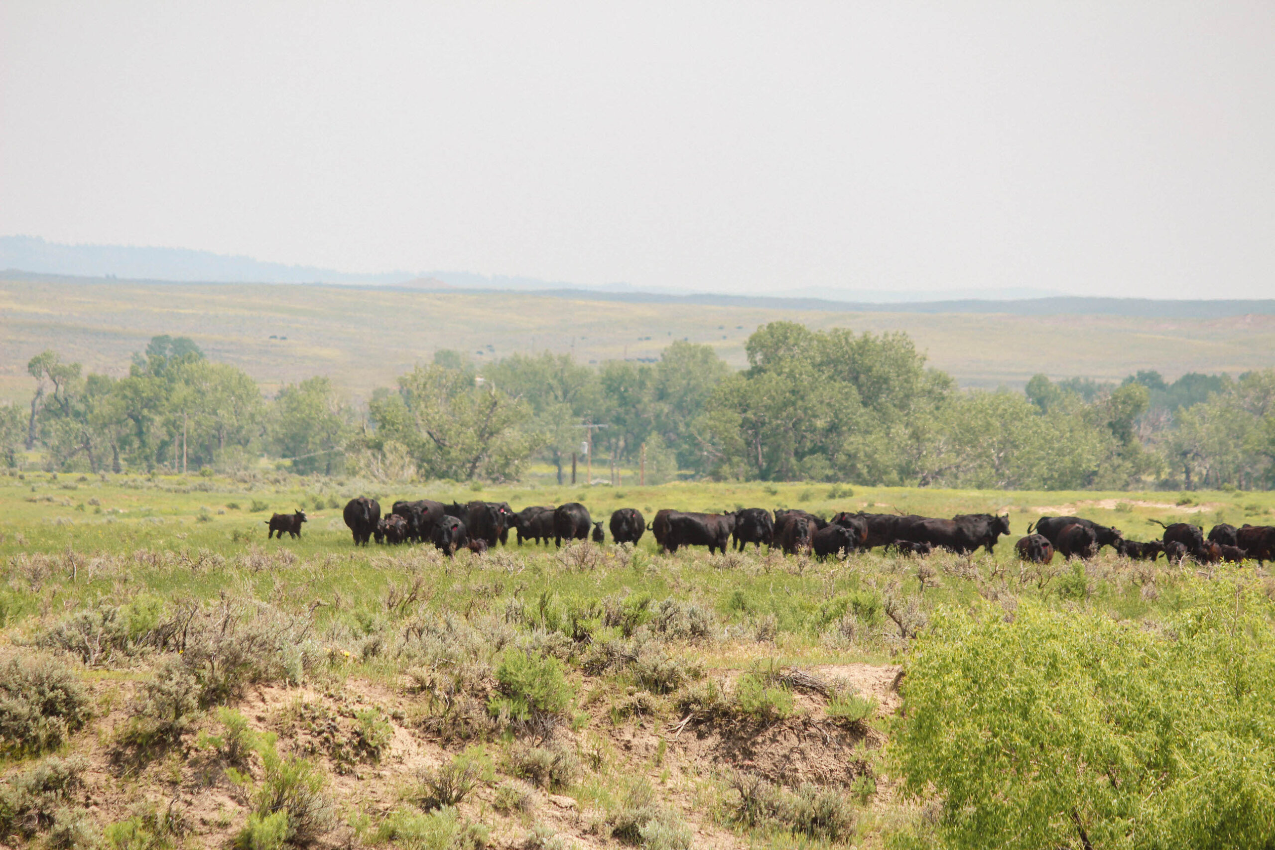 AgSpire builds programs to improve cattle operations 