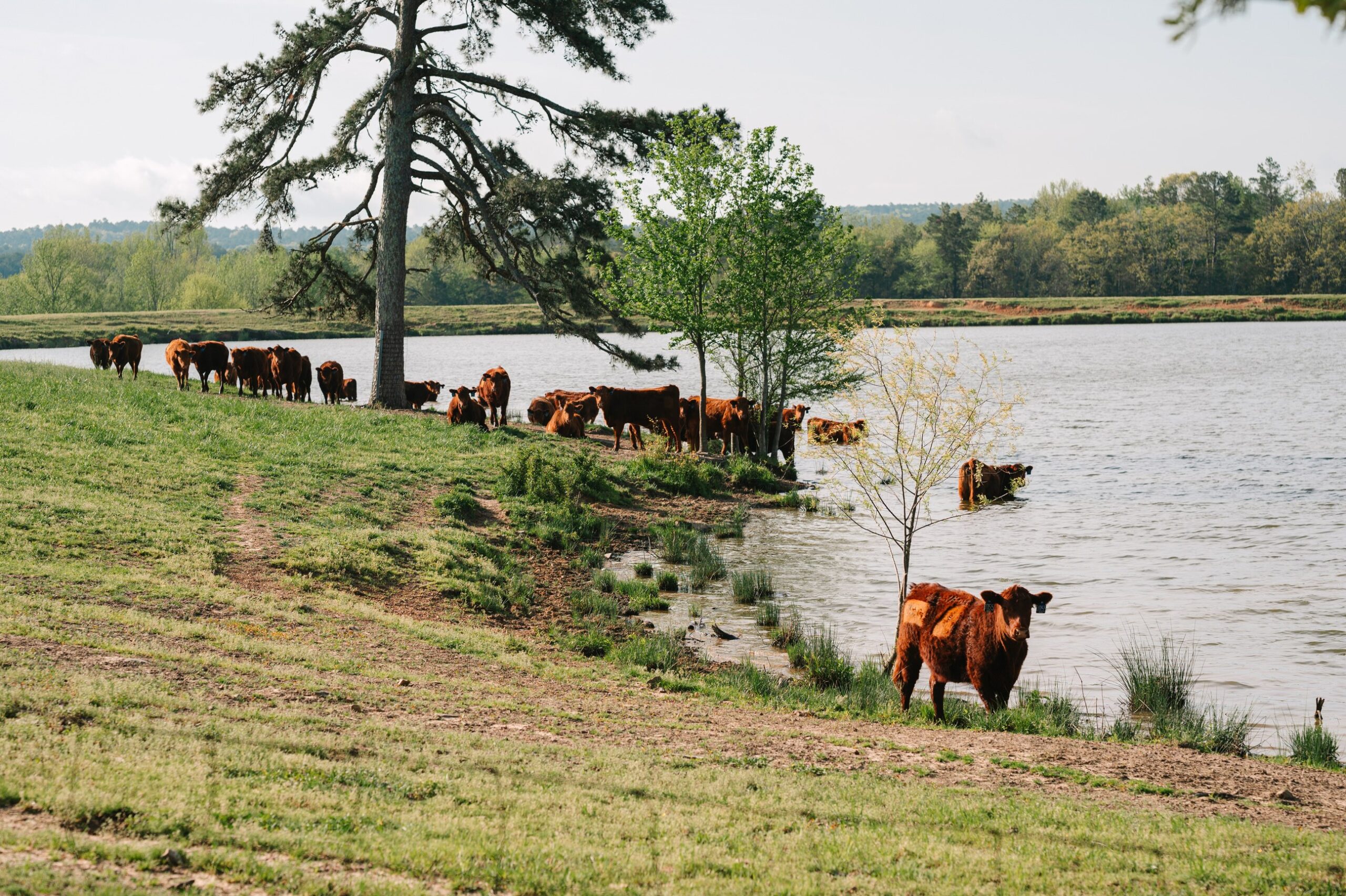 Ag Retailers Have What CPGs Need. Here’s What’s Missing.  