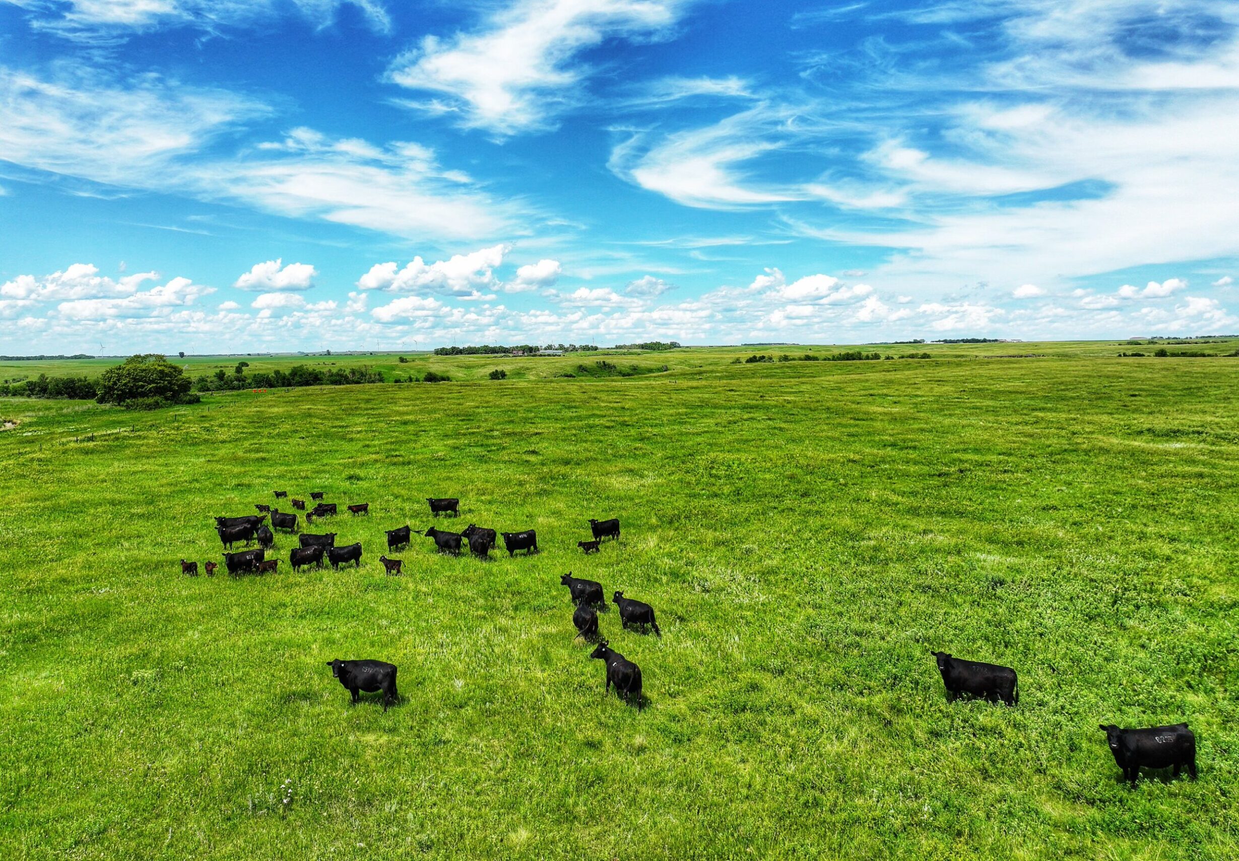 Grazing Management 
