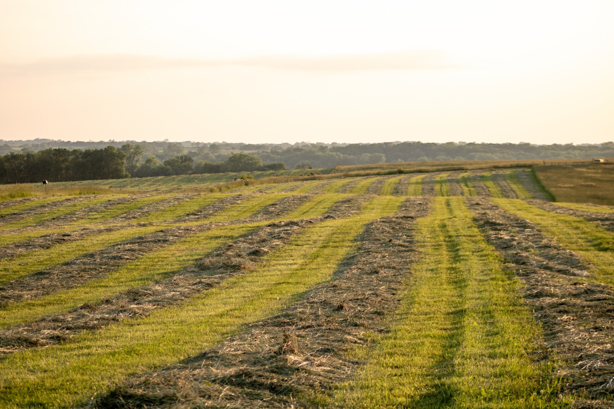 Focusing on Resiliency and Profitability in a Corn Field