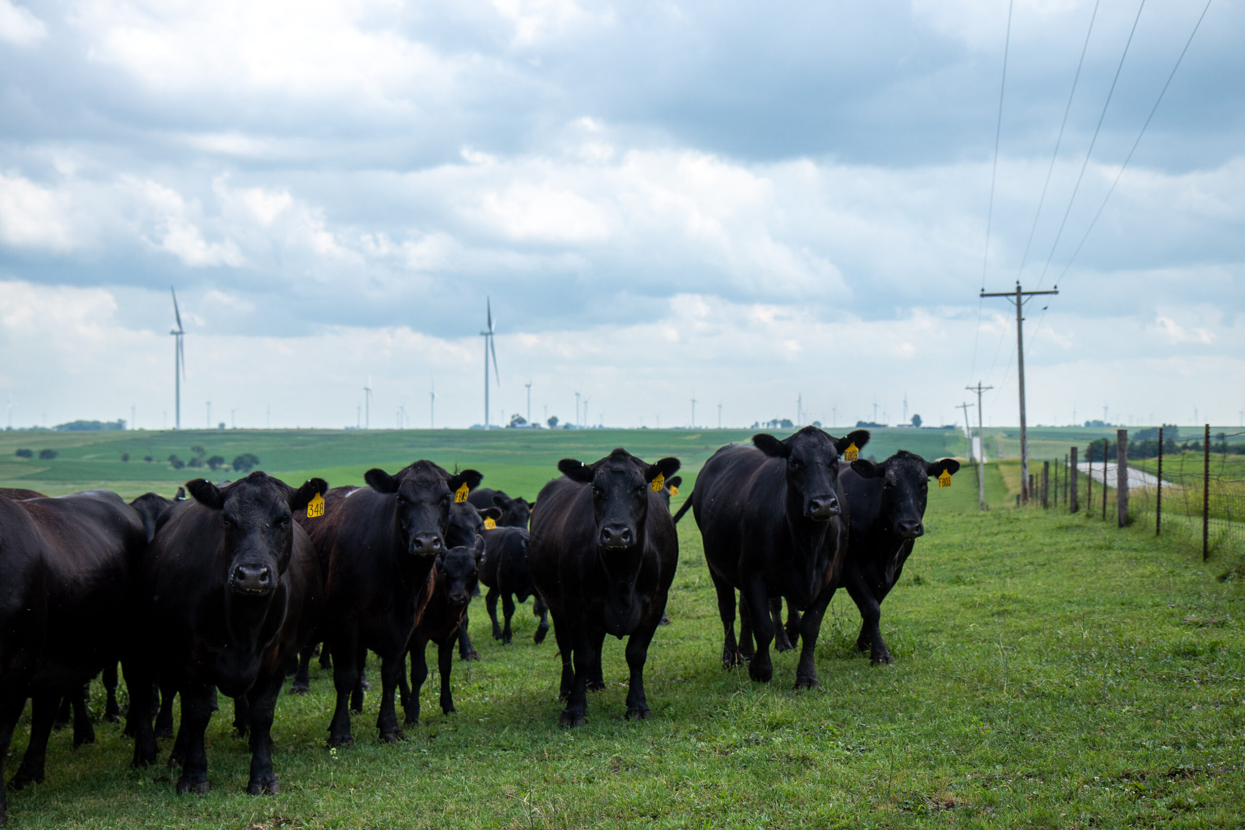 AgSpire helps cattle producers with new markets for their operations. 