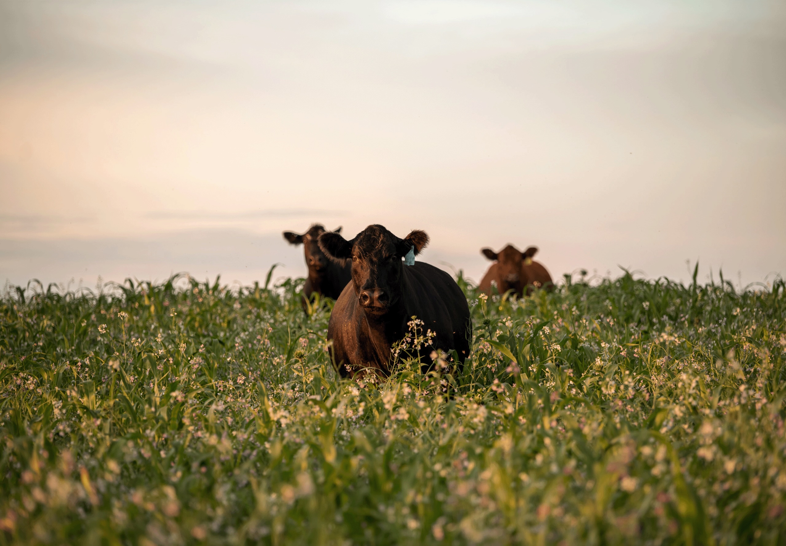 Seedings and Forage 
