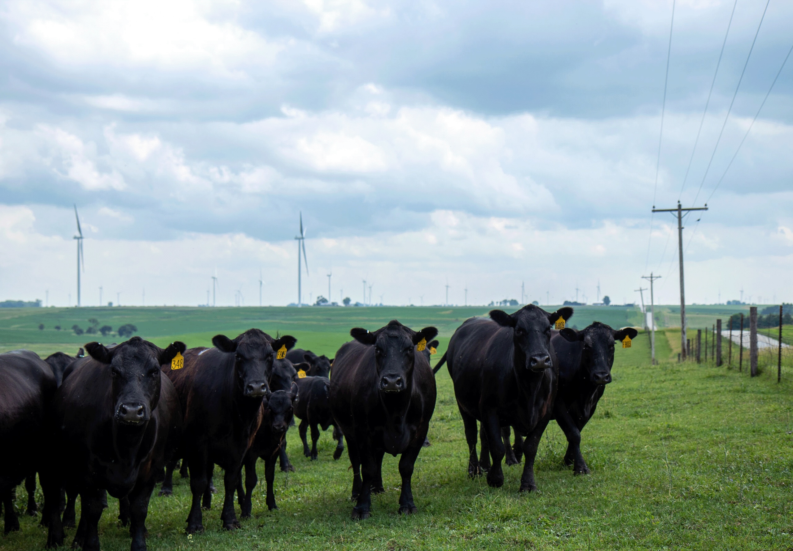 Herd Efficiency 